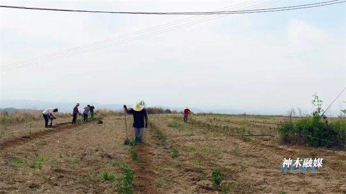 万镇镇：大力发展酸枣种植 开辟乡村振兴新路径